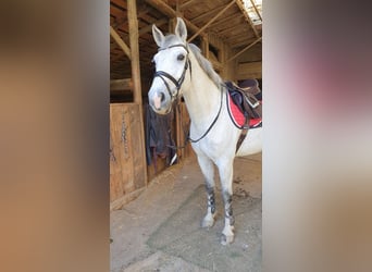 Other Warmbloods, Gelding, 16 years, 16 hh, Grey