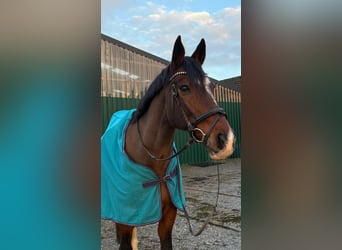 Other Warmbloods, Gelding, 17 years, 15.2 hh, Brown