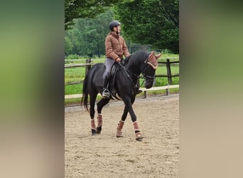 Other Warmbloods, Gelding, 17 years, 15,2 hh, Black