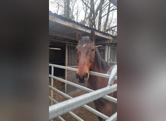 Other Warmbloods, Gelding, 17 years, 16.2 hh, Brown