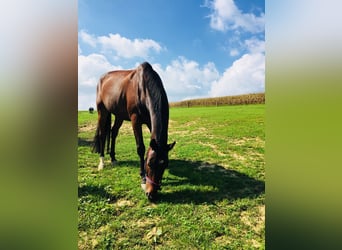 Other Warmbloods, Gelding, 17 years, 16 hh, Brown