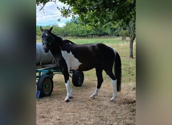 Other Warmbloods, Gelding, 17 years, 16 hh, Pinto