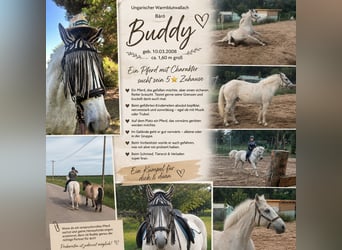 Other Warmbloods, Gelding, 18 years, 15.2 hh, Grey