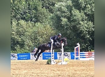 Other Warmbloods, Gelding, 18 years, 15,1 hh, Black