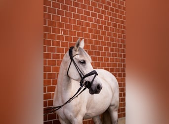 Other Warmbloods Mix, Gelding, 18 years, 15,2 hh, Grey