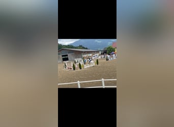 Other Warmbloods, Gelding, 19 years, 15,1 hh, Grey