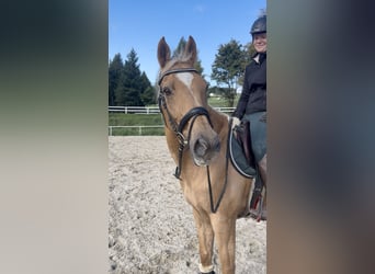 Other Warmbloods, Gelding, 19 years, 16.1 hh, Chestnut-Red Other Warmbloods, Gelding, 19 years, 16.1 hh, Chestnut-Red