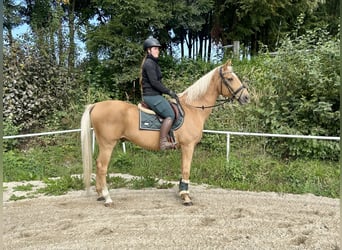 Other Warmbloods, Gelding, 19 years, 16,1 hh, Chestnut-Red