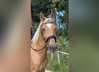 Other Warmbloods, Gelding, 19 years, 16,1 hh, Chestnut-Red