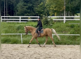 Other Warmbloods, Gelding, 19 years, 16,1 hh, Chestnut-Red