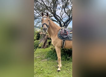 Other Warmbloods, Gelding, 19 years, 16,1 hh, Chestnut-Red