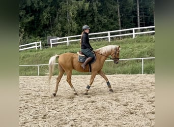 Other Warmbloods, Gelding, 19 years, 16,1 hh, Chestnut-Red