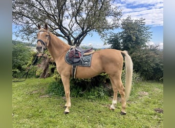 Other Warmbloods, Gelding, 19 years, 16,1 hh, Chestnut-Red