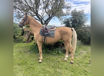 Other Warmbloods, Gelding, 19 years, 16,1 hh, Chestnut-Red