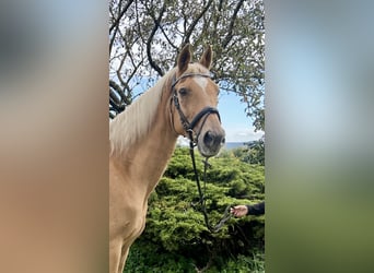 Other Warmbloods, Gelding, 19 years, 16,1 hh, Chestnut-Red