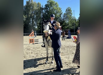 Other Warmbloods, Gelding, 20 years, 15.1 hh, Grey