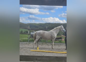 Other Warmbloods Mix, Gelding, 20 years, 15.2 hh, White