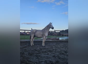 Other Warmbloods Mix, Gelding, 20 years, 15,2 hh, White
