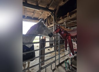 Other Warmbloods Mix, Gelding, 20 years, 15,2 hh, White