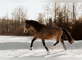 Other Warmbloods, Gelding, 20 years, 16 hh, Dun
