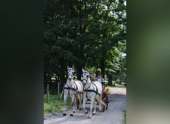 Other Warmbloods, Gelding, 20 years, 17 hh, Gray-Fleabitten