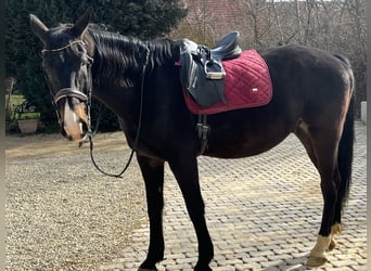 Other Warmbloods, Gelding, 21 years, 16 hh, Bay-Dark