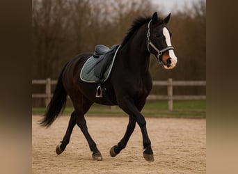 Other Warmbloods, Gelding, 21 years, 16 hh, Smoky-Black
