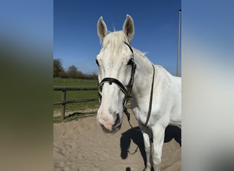Other Warmbloods, Gelding, 21 years, 17,1 hh, Gray