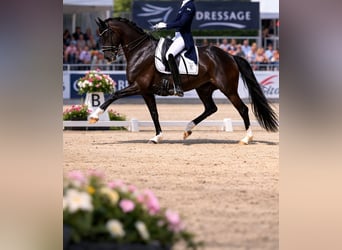 Other Warmbloods, Gelding, 22 years, 16,2 hh, Black