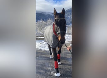 Other Warmbloods, Gelding, 22 years, 16,3 hh, Bay-Dark