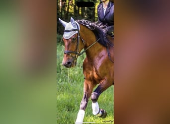 Other Warmbloods Mix, Gelding, 23 years, 15,3 hh, Brown