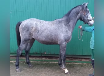 Other Warmbloods, Gelding, 2 years, 15.3 hh, Gray