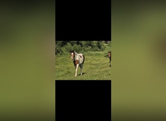 Other Warmbloods Mix, Gelding, 2 years, 15,2 hh, Pinto