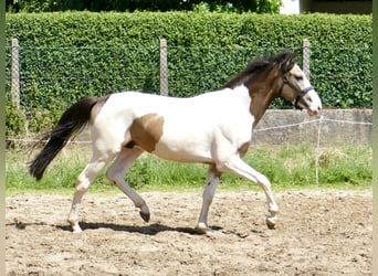 Other Warmbloods, Gelding, 2 years, 16.1 hh, Pinto