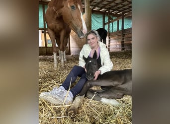 Other Warmbloods, Gelding, 2 years, 16 hh, Black