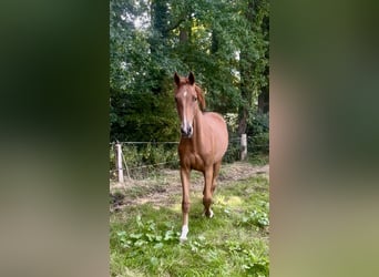 Other Warmbloods, Gelding, 2 years, Chestnut-Red