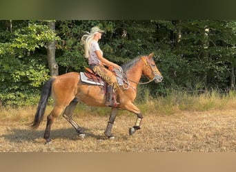 Other Warmbloods, Gelding, 3 years, 14.3 hh, Brown
