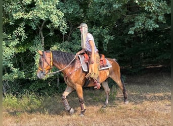 Other Warmbloods, Gelding, 3 years, 14.3 hh, Brown