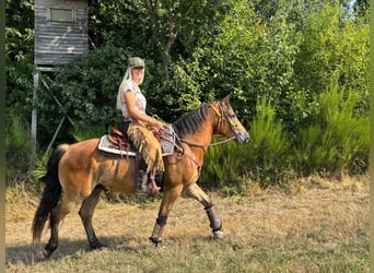 Other Warmbloods, Gelding, 3 years, 14.3 hh, Brown