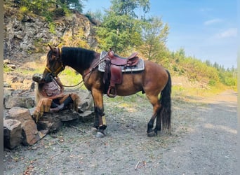 Other Warmbloods, Gelding, 3 years, 14.3 hh, Brown