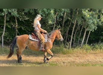 Other Warmbloods, Gelding, 3 years, 14.3 hh, Brown