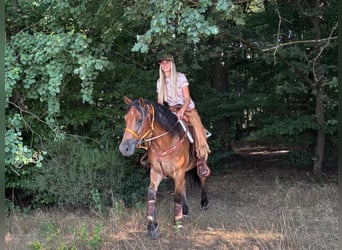 Other Warmbloods, Gelding, 3 years, 14.3 hh, Brown