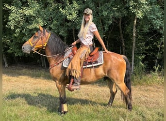 Other Warmbloods, Gelding, 3 years, 14.3 hh, Brown