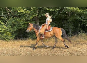 Other Warmbloods, Gelding, 3 years, 14.3 hh, Brown