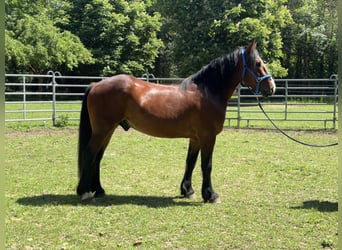 Other Warmbloods, Gelding, 3 years, 15.1 hh, Bay-Dark