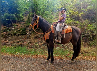 Other Warmbloods, Gelding, 3 years, 15.1 hh, Bay-Dark