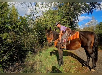 Other Warmbloods, Gelding, 3 years, 15.1 hh, Bay-Dark