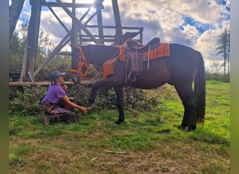 Other Warmbloods, Gelding, 3 years, 15.1 hh, Bay-Dark