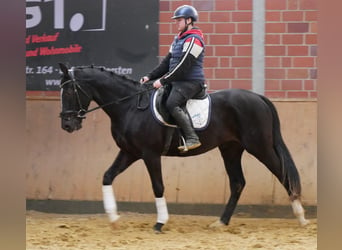 Other Warmbloods, Gelding, 3 years, 15,1 hh, Black