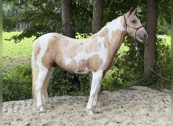 Other Warmbloods Mix, Gelding, 3 years, 15.1 hh, Pinto